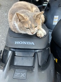 neko103